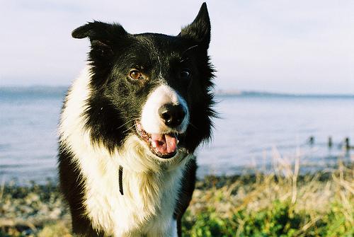 A dog image from https://images.dog.ceo/breeds/collie/n02106030_18288.jpg