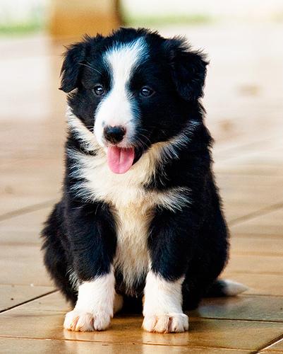 A dog image from https://images.dog.ceo/breeds/collie/n02106030_2471.jpg