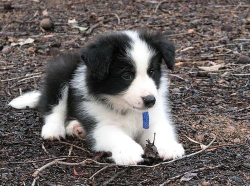 A dog image from https://images.dog.ceo/breeds/collie/n02106030_2522.jpg