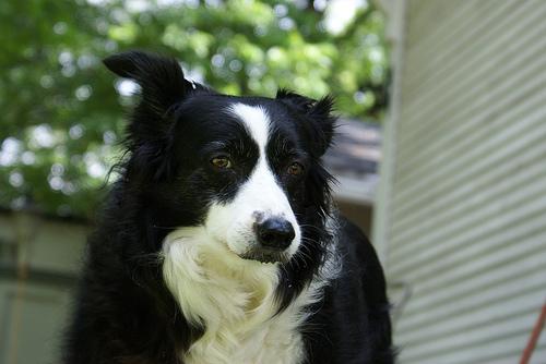 A dog image from https://images.dog.ceo/breeds/collie/n02106030_2548.jpg