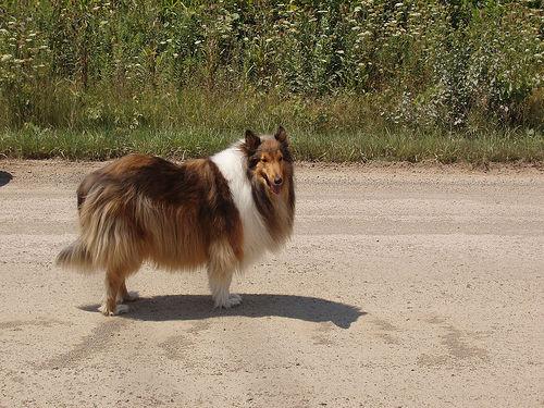 A dog image from https://images.dog.ceo/breeds/collie/n02106030_2844.jpg