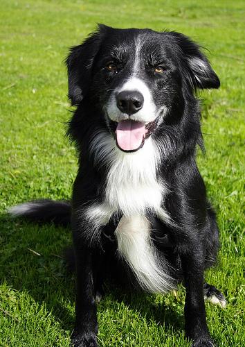 A dog image from https://images.dog.ceo/breeds/collie/n02106030_3289.jpg