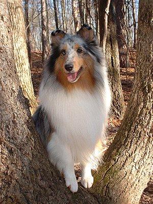 A dog image from https://images.dog.ceo/breeds/collie/n02106030_356.jpg