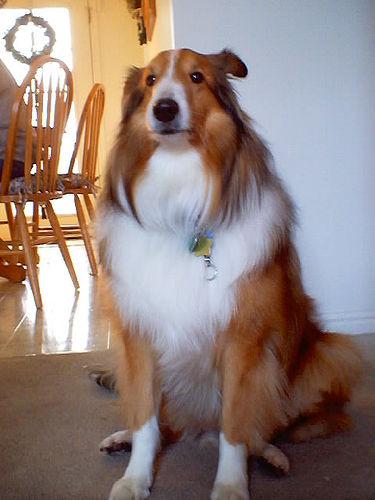 A dog image from https://images.dog.ceo/breeds/collie/n02106030_3776.jpg