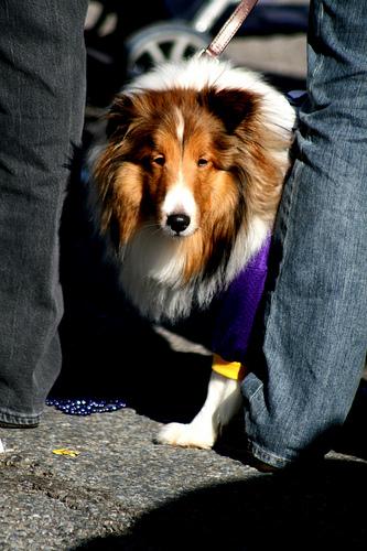 A dog image from https://images.dog.ceo/breeds/collie/n02106030_4592.jpg