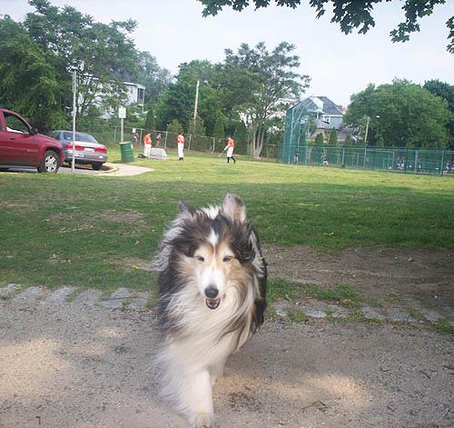 A dog image from https://images.dog.ceo/breeds/collie/n02106030_486.jpg