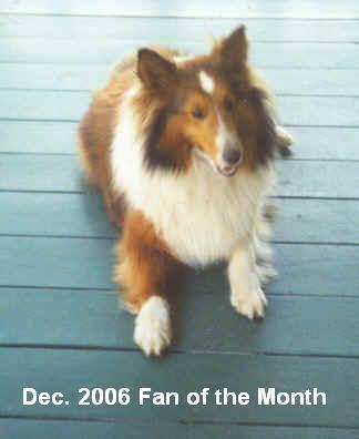 A dog image from https://images.dog.ceo/breeds/collie/n02106030_5021.jpg