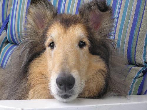 A dog image from https://images.dog.ceo/breeds/collie/n02106030_5041.jpg