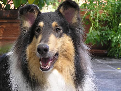 A dog image from https://images.dog.ceo/breeds/collie/n02106030_5085.jpg