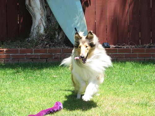 A dog image from https://images.dog.ceo/breeds/collie/n02106030_5310.jpg