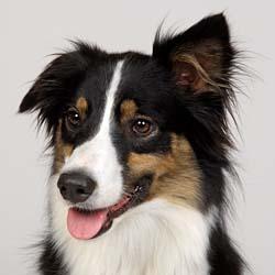 A dog image from https://images.dog.ceo/breeds/collie/n02106030_5915.jpg