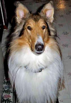 A dog image from https://images.dog.ceo/breeds/collie/n02106030_6289.jpg