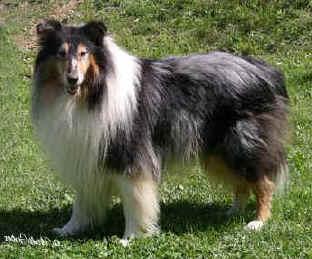 A dog image from https://images.dog.ceo/breeds/collie/n02106030_6409.jpg