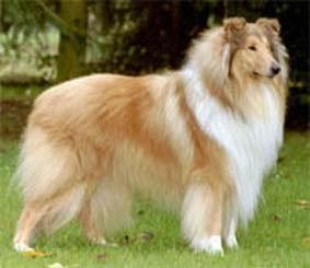 A dog image from https://images.dog.ceo/breeds/collie/n02106030_6620.jpg