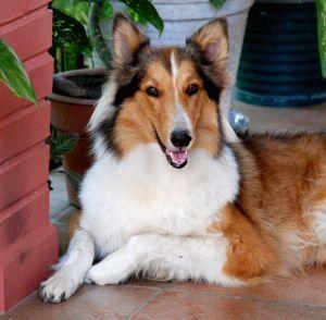 A dog image from https://images.dog.ceo/breeds/collie/n02106030_7572.jpg