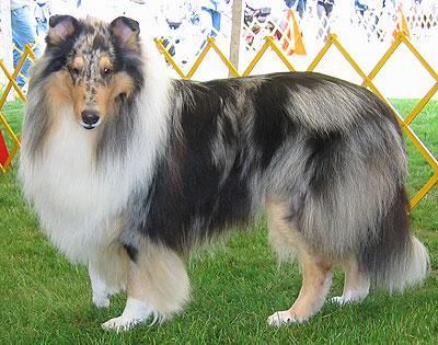 A dog image from https://images.dog.ceo/breeds/collie/n02106030_7689.jpg