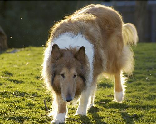 A dog image from https://images.dog.ceo/breeds/collie/n02106030_7863.jpg