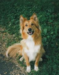 A dog image from https://images.dog.ceo/breeds/collie/n02106030_7895.jpg