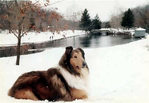 A dog image from https://images.dog.ceo/breeds/collie/n02106030_7977.jpg