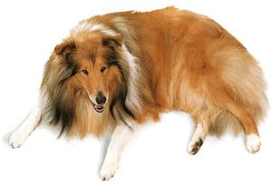 A dog image from https://images.dog.ceo/breeds/collie/n02106030_8280.jpg