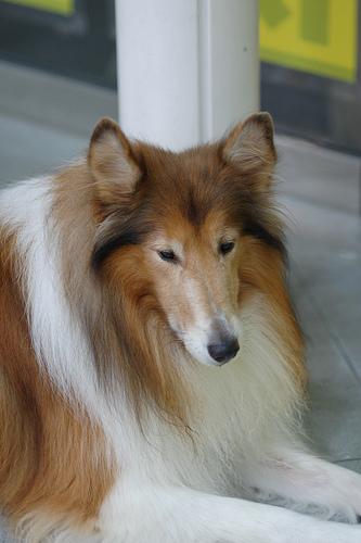 A dog image from https://images.dog.ceo/breeds/collie/n02106030_8301.jpg