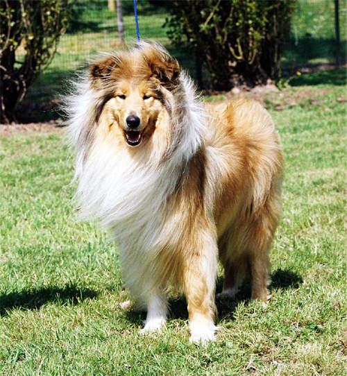 A dog image from https://images.dog.ceo/breeds/collie/n02106030_8697.jpg