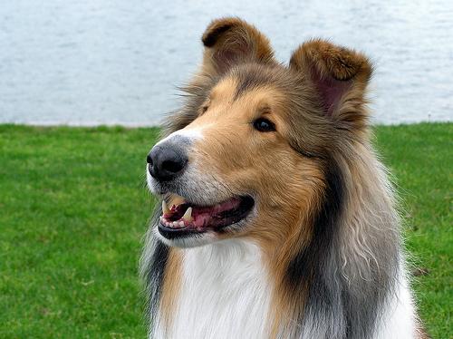 A dog image from https://images.dog.ceo/breeds/collie/n02106030_9153.jpg