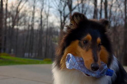 A dog image from https://images.dog.ceo/breeds/collie/n02106030_9339.jpg