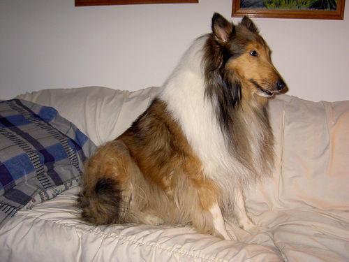 A dog image from https://images.dog.ceo/breeds/collie/n02106030_9815.jpg