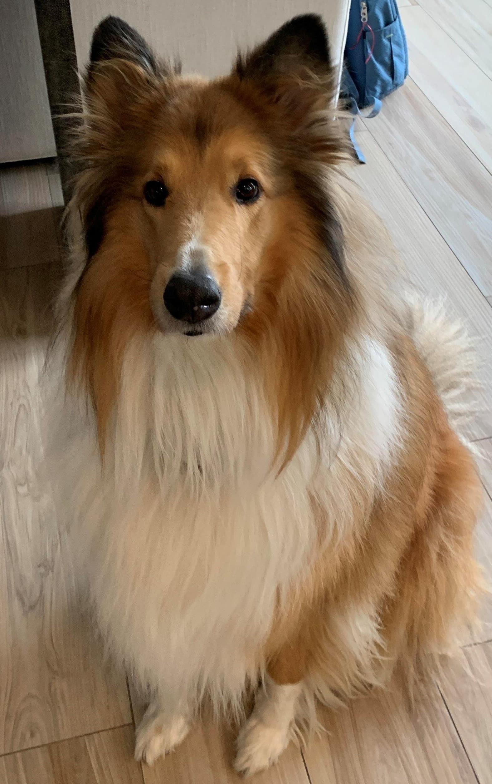 A dog image from https://images.dog.ceo/breeds/collie/roughcollie300kb.jpg