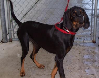 A dog image from https://images.dog.ceo/breeds/coonhound/n02089078_141.jpg