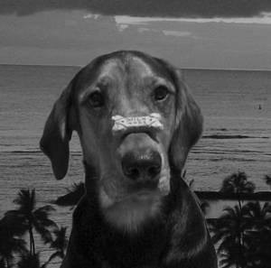 A dog image from https://images.dog.ceo/breeds/coonhound/n02089078_1454.jpg