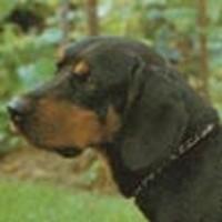 A dog image from https://images.dog.ceo/breeds/coonhound/n02089078_1617.jpg