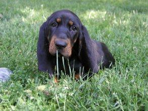 A dog image from https://images.dog.ceo/breeds/coonhound/n02089078_176.jpg