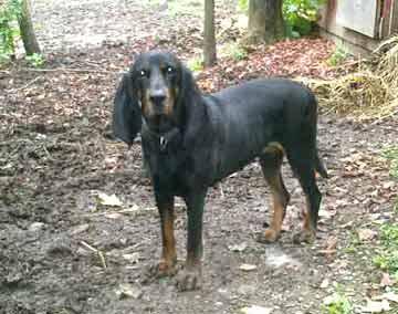 A dog image from https://images.dog.ceo/breeds/coonhound/n02089078_1951.jpg