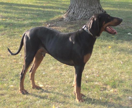 A dog image from https://images.dog.ceo/breeds/coonhound/n02089078_1967.jpg