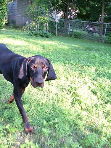 A dog image from https://images.dog.ceo/breeds/coonhound/n02089078_2032.jpg