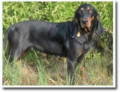 A dog image from https://images.dog.ceo/breeds/coonhound/n02089078_2225.jpg