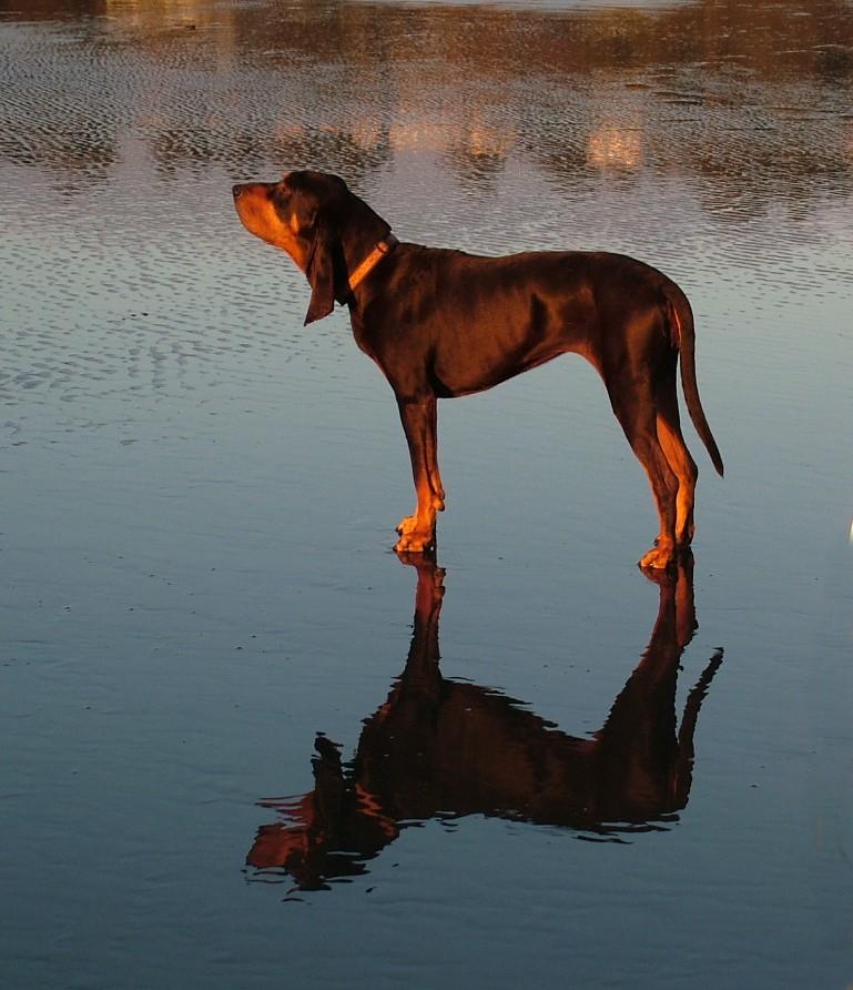 coonhound