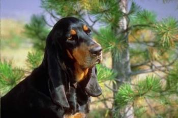 A dog image from https://images.dog.ceo/breeds/coonhound/n02089078_2417.jpg