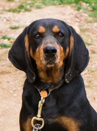 A dog image from https://images.dog.ceo/breeds/coonhound/n02089078_243.jpg