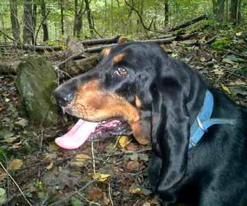 A dog image from https://images.dog.ceo/breeds/coonhound/n02089078_256.jpg