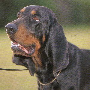 A dog image from https://images.dog.ceo/breeds/coonhound/n02089078_2596.jpg