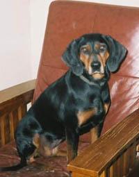 A dog image from https://images.dog.ceo/breeds/coonhound/n02089078_2684.jpg