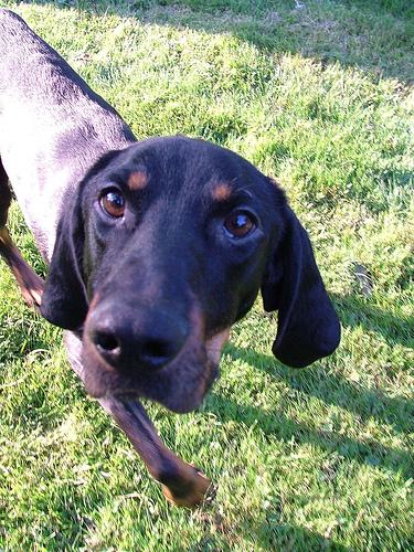 A dog image from https://images.dog.ceo/breeds/coonhound/n02089078_2728.jpg