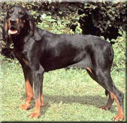 coonhound