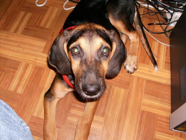 A dog image from https://images.dog.ceo/breeds/coonhound/n02089078_3412.jpg