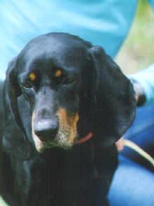 A dog image from https://images.dog.ceo/breeds/coonhound/n02089078_3440.jpg