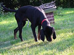 A dog image from https://images.dog.ceo/breeds/coonhound/n02089078_3615.jpg