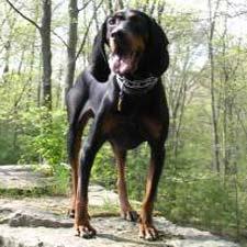 A dog image from https://images.dog.ceo/breeds/coonhound/n02089078_3821.jpg